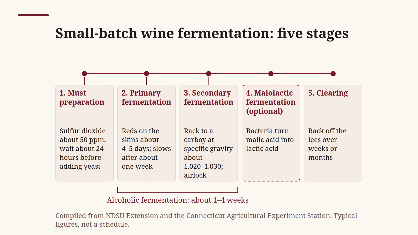 Timeline of small-batch wine fermentation, from must preparation and primary fermentation to secondary fermentation, malolactic fermentation and clearing before bottling