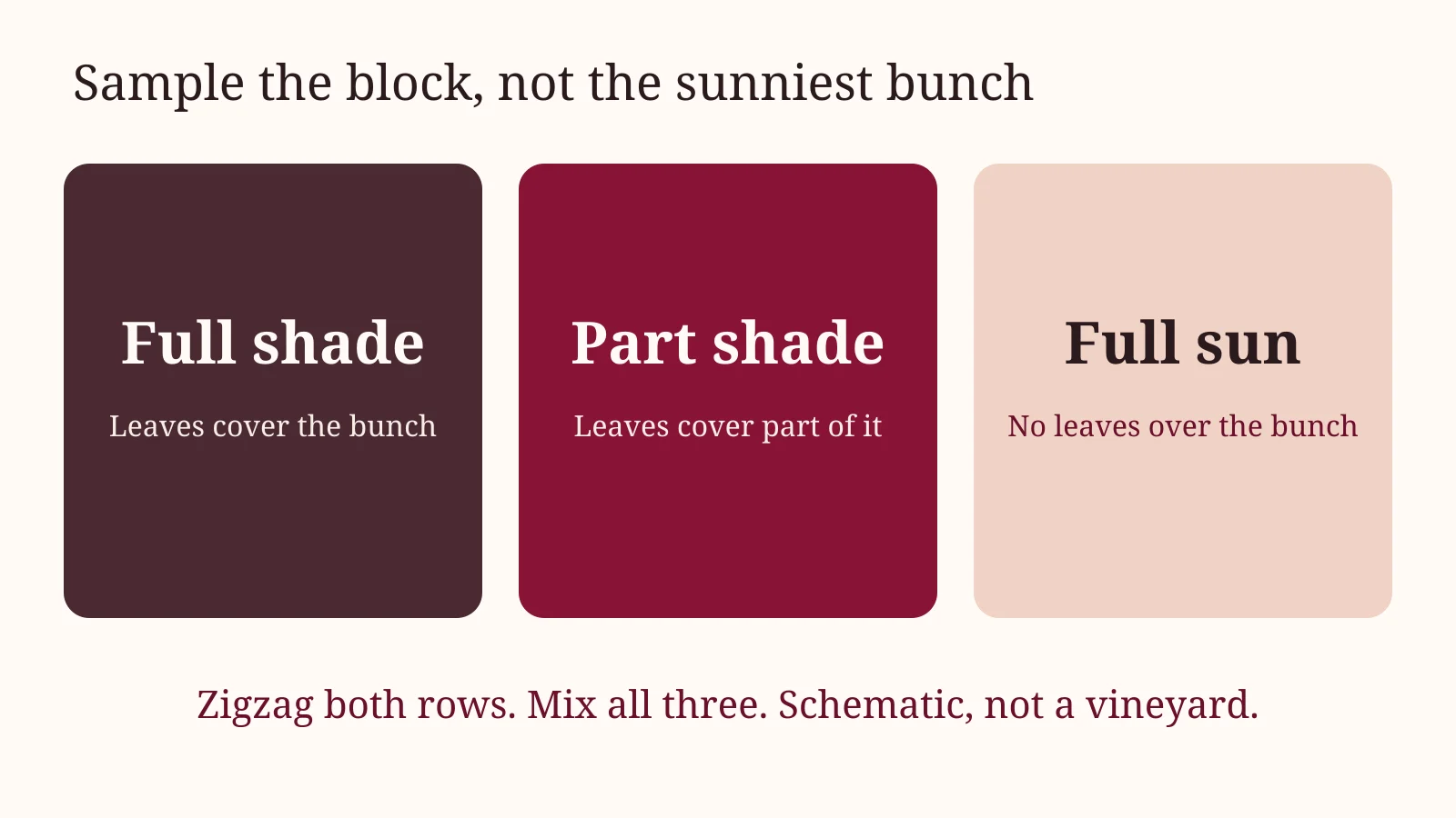 Full shade, part shade, and full sun: mix all three when you sample a block. Schematic, not a specific vineyard.